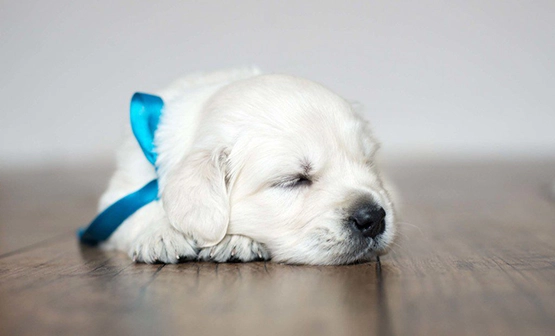cute puppy on floor